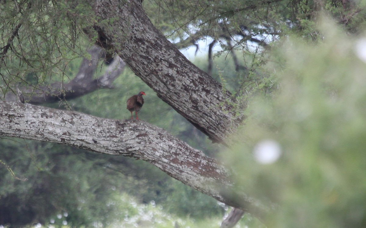 Red-necked Spurfowl (Northern) - ML620745809