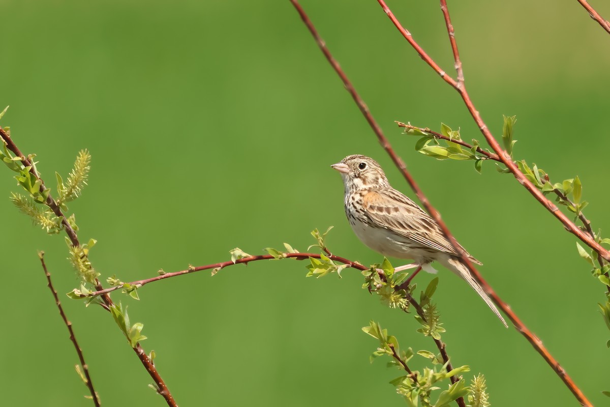 Vesper Sparrow - ML620745810