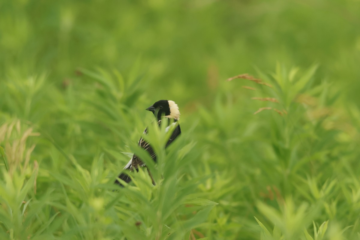 bobolink americký - ML620745811