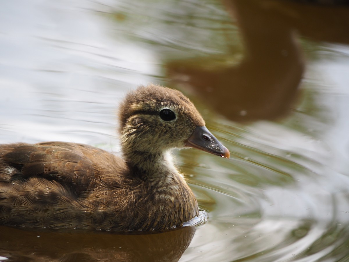 Mandarin Duck - ML620745831