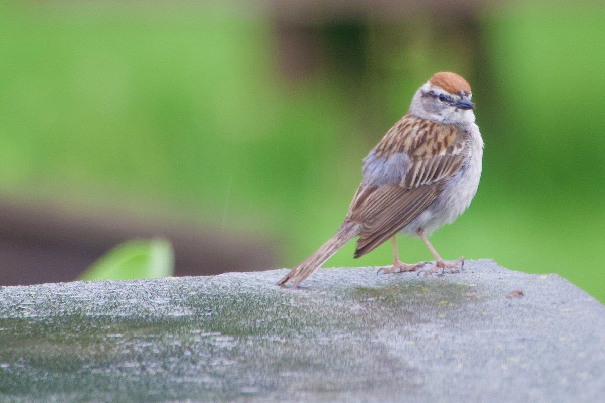 Chipping Sparrow - ML620745833