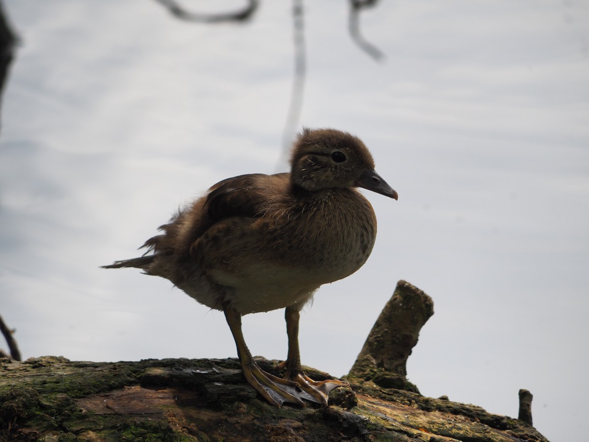 Mandarin Duck - ML620745835