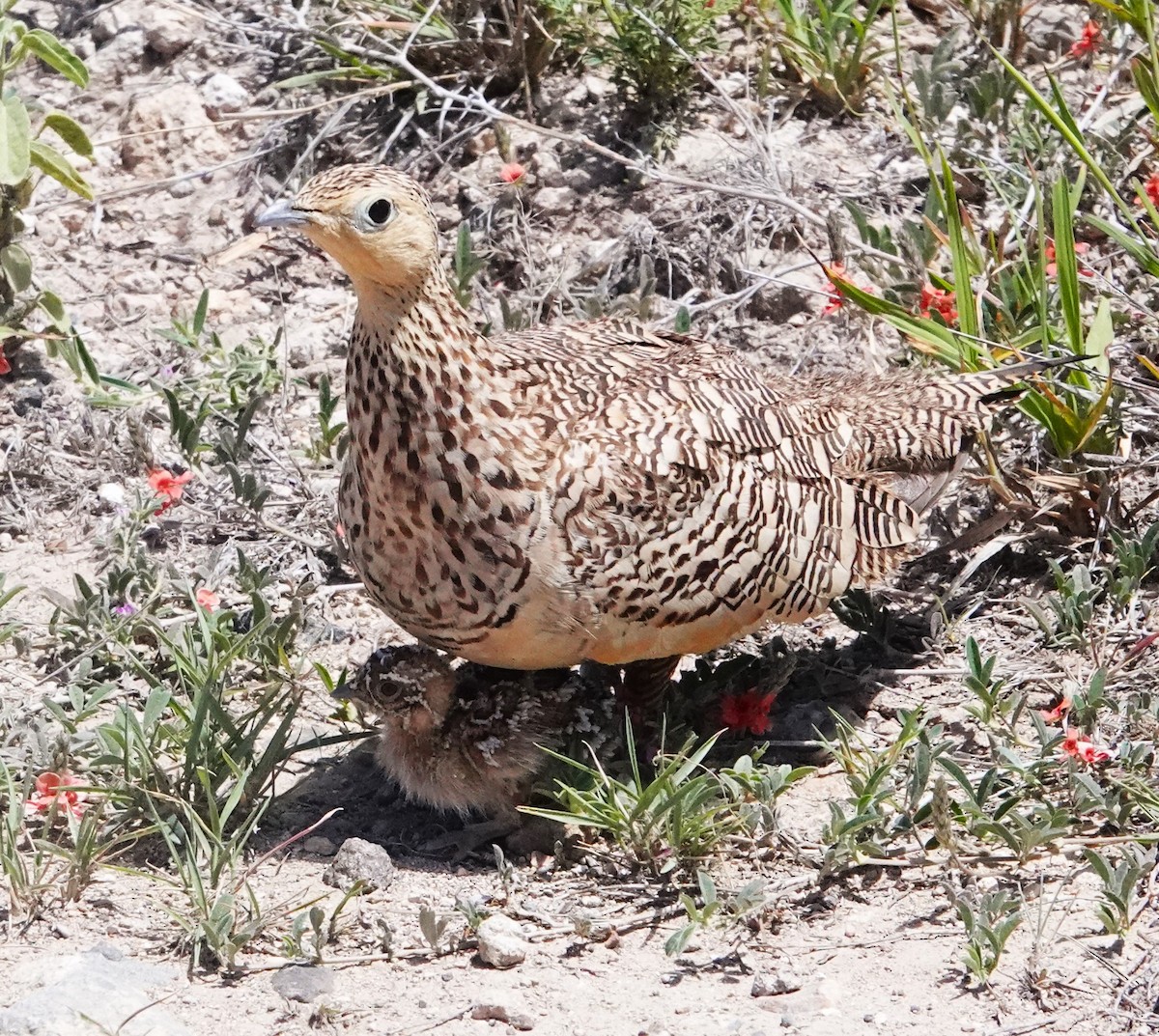 Chestnut-bellied Sandgrouse - ML620745844