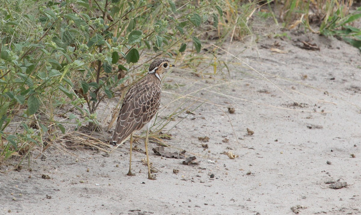 Three-banded Courser - ML620745850