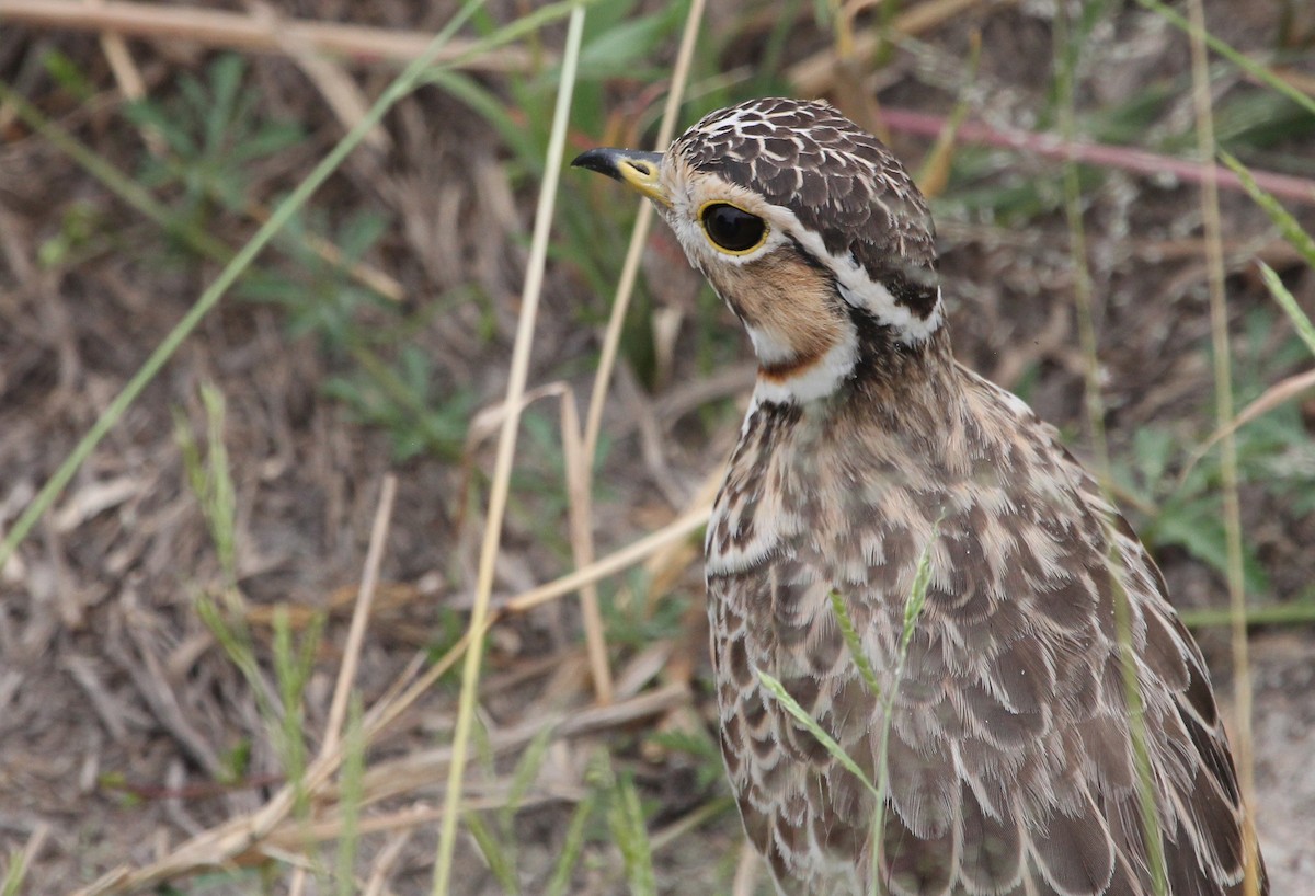 Three-banded Courser - ML620745851