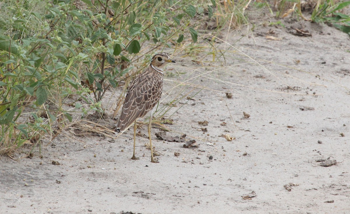 Three-banded Courser - ML620745852