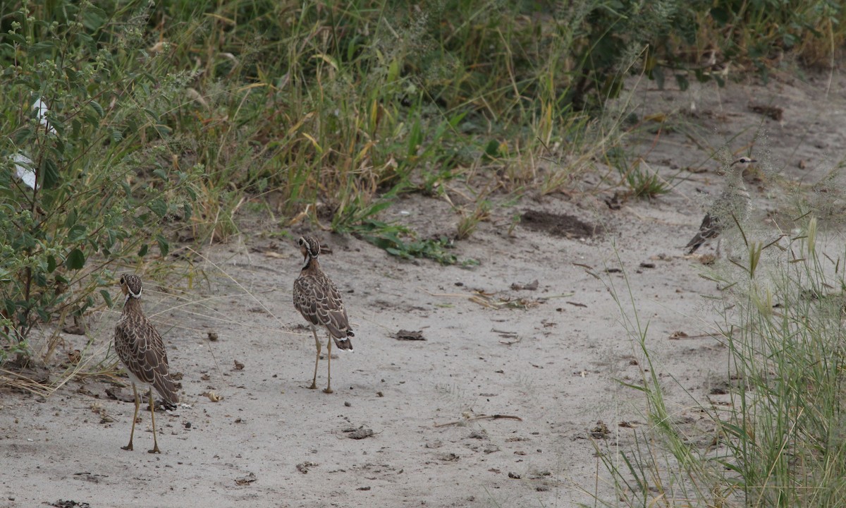 Three-banded Courser - ML620745854