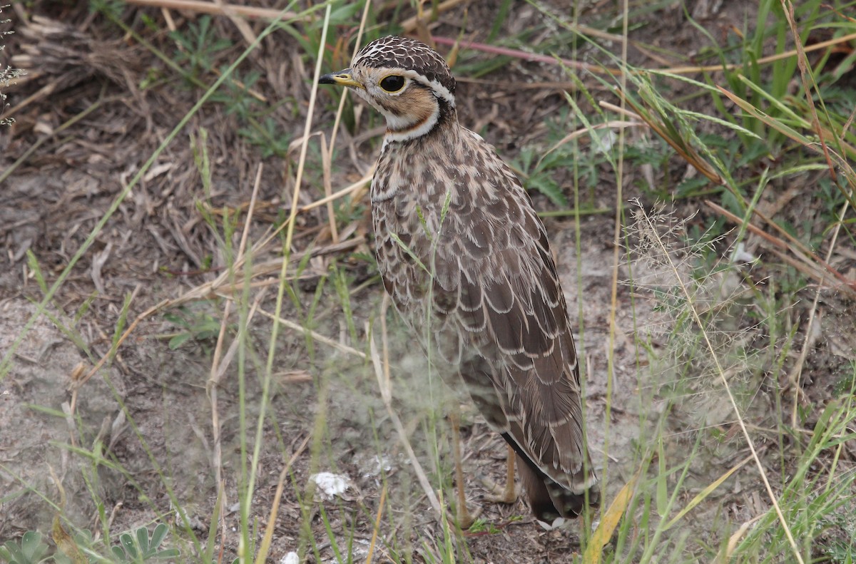 Three-banded Courser - ML620745855