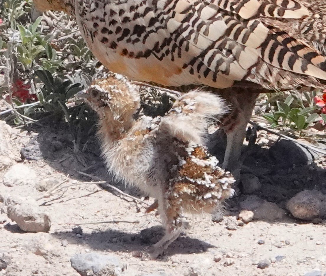 Chestnut-bellied Sandgrouse - ML620745862