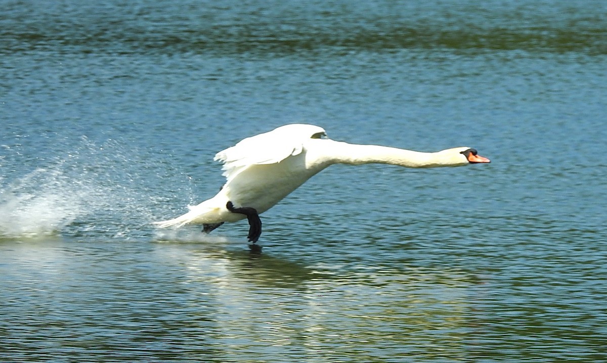 Mute Swan - ML620745863