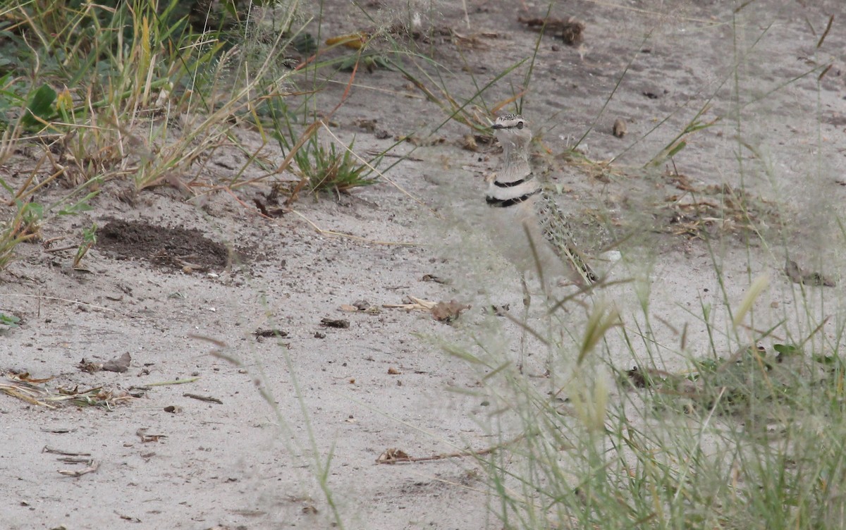 Double-banded Courser - ML620745873