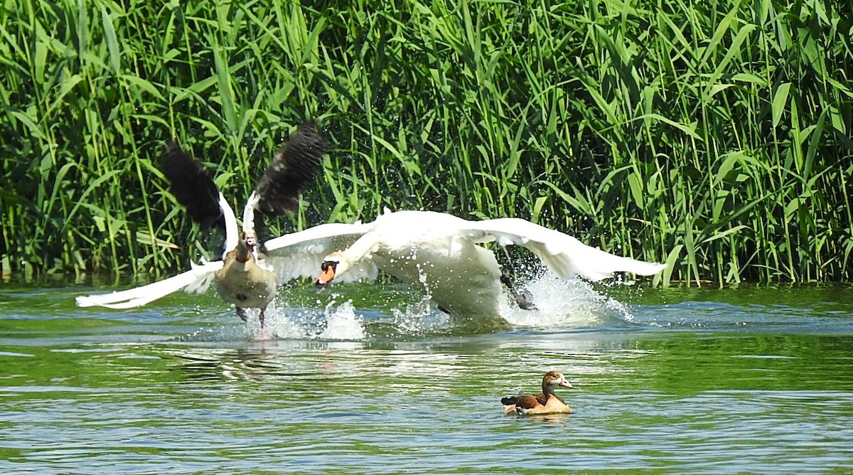 Mute Swan - ML620745874