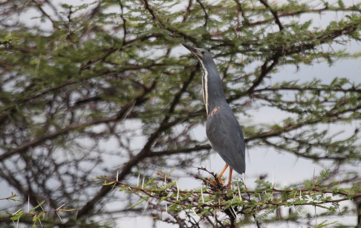 Dwarf Bittern - Alexander Lees