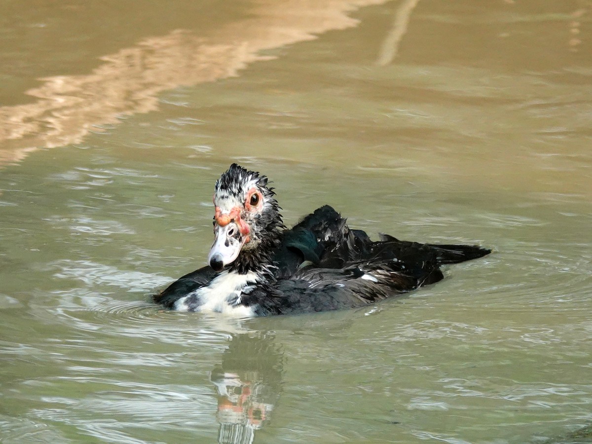 Muscovy Duck - Paul Bartlett