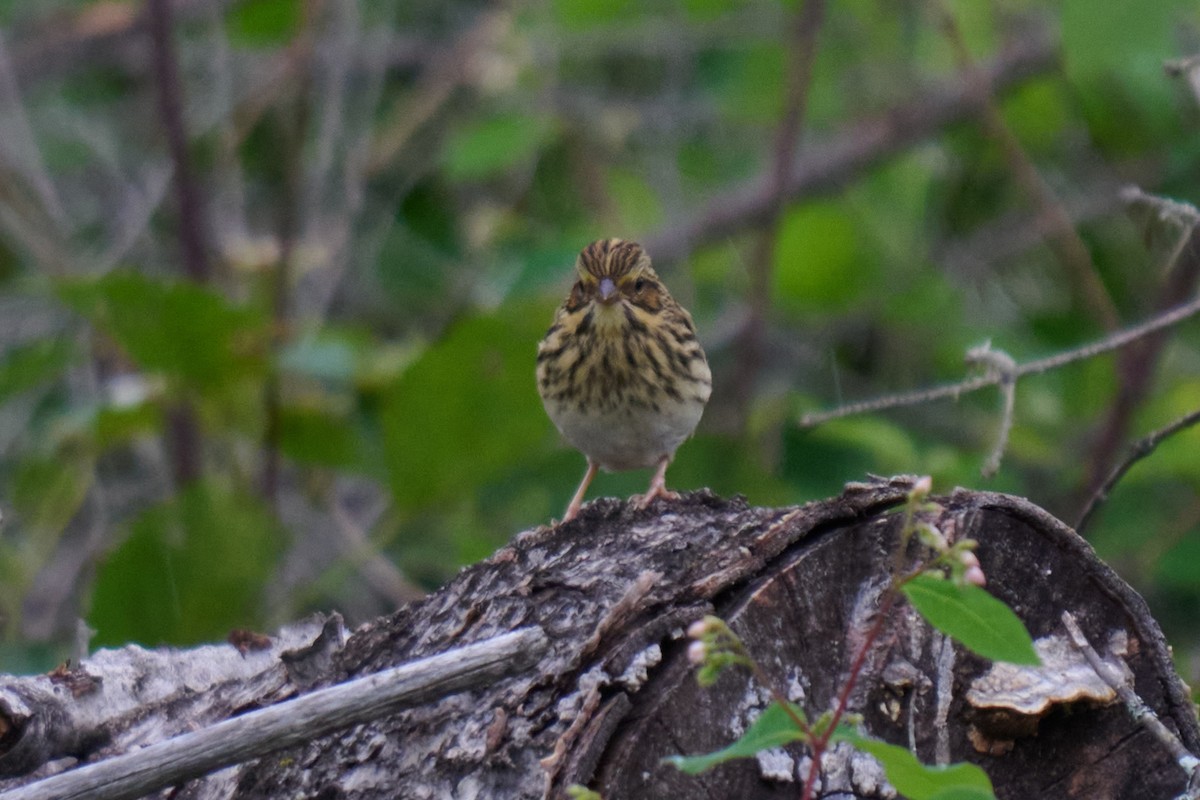 Savannah Sparrow - ML620745894