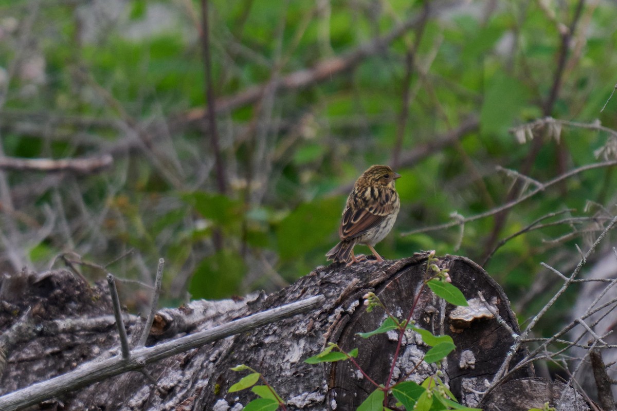 Savannah Sparrow - ML620745895