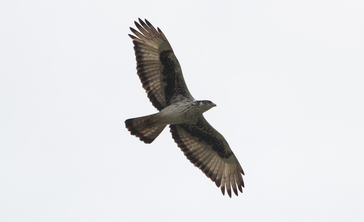 African Hawk-Eagle - ML620745903
