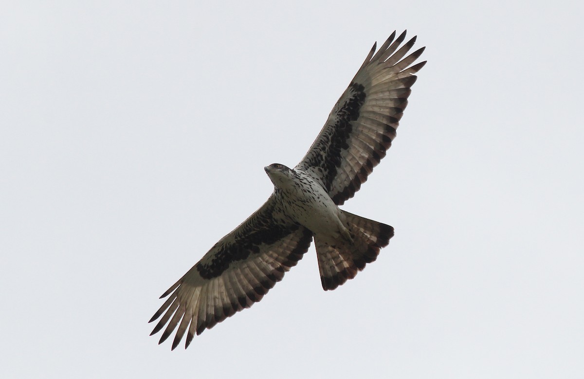 African Hawk-Eagle - Alexander Lees
