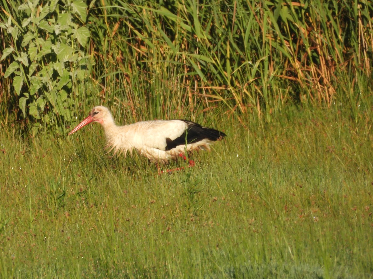 White Stork - ML620745905