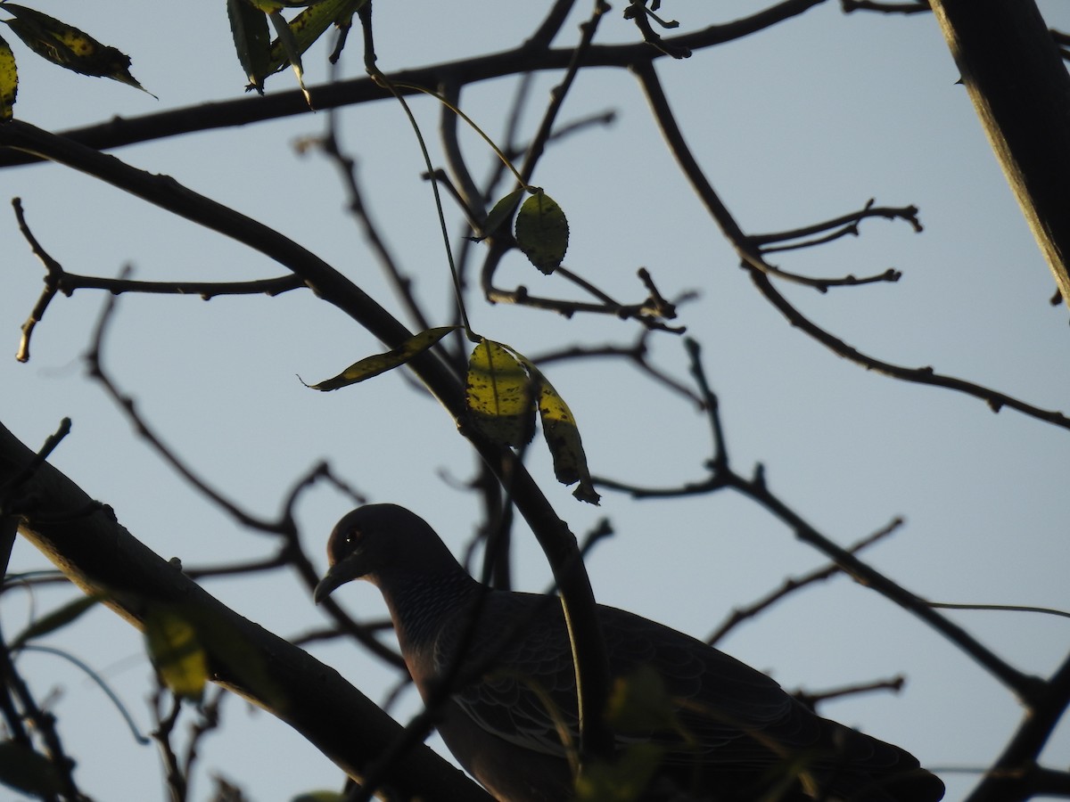 Picazuro Pigeon - adriana centeno