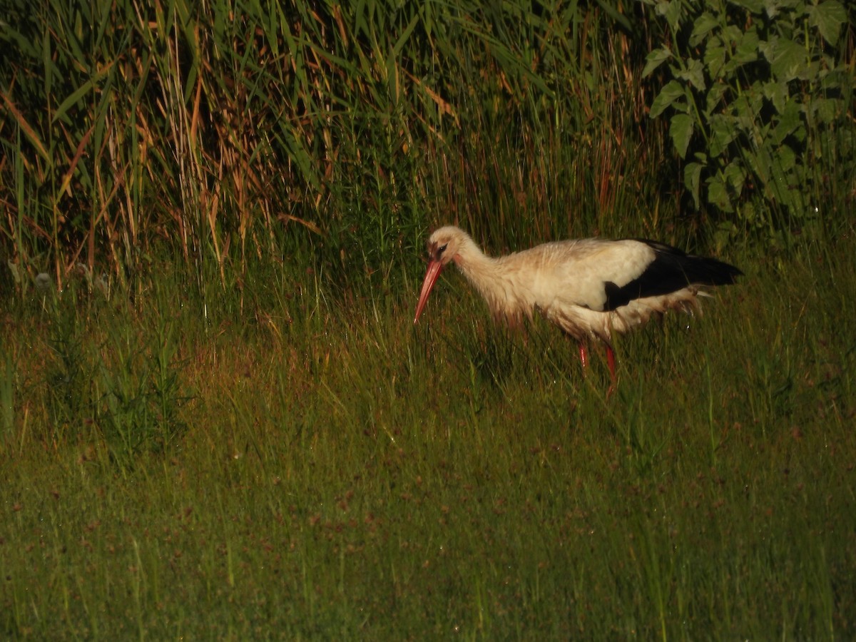 White Stork - George Ford