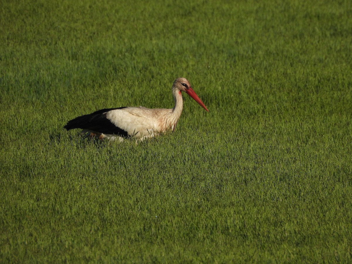 White Stork - ML620745911