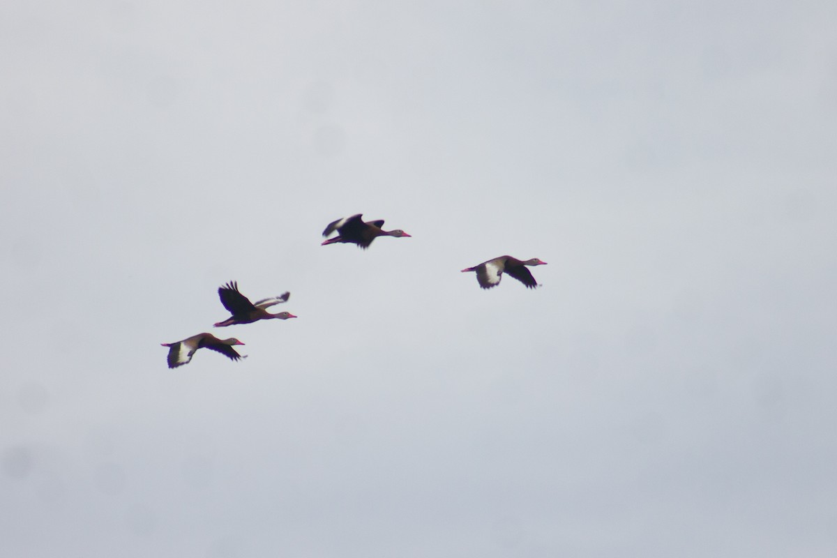 Black-bellied Whistling-Duck - ML620745918