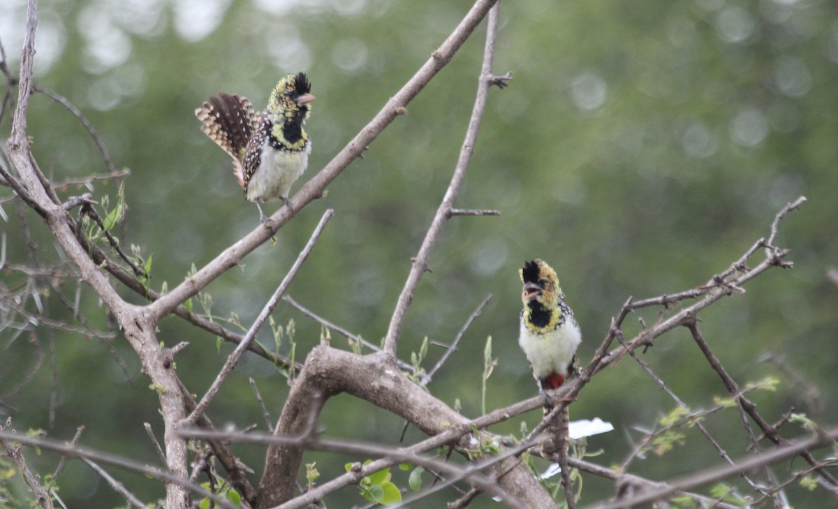 D'Arnaud's Barbet - ML620745922