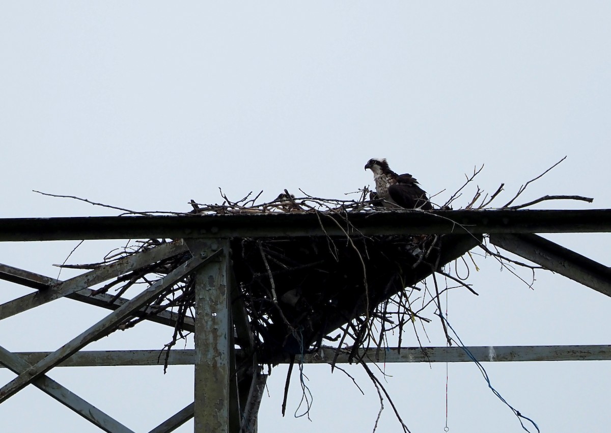 Osprey (carolinensis) - ML620745931