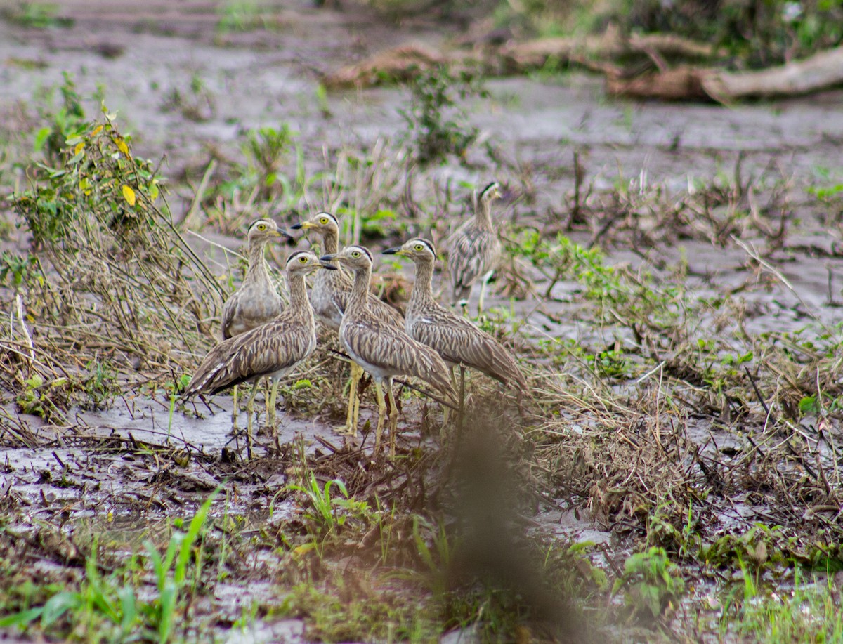 Double-striped Thick-knee - ML620745934