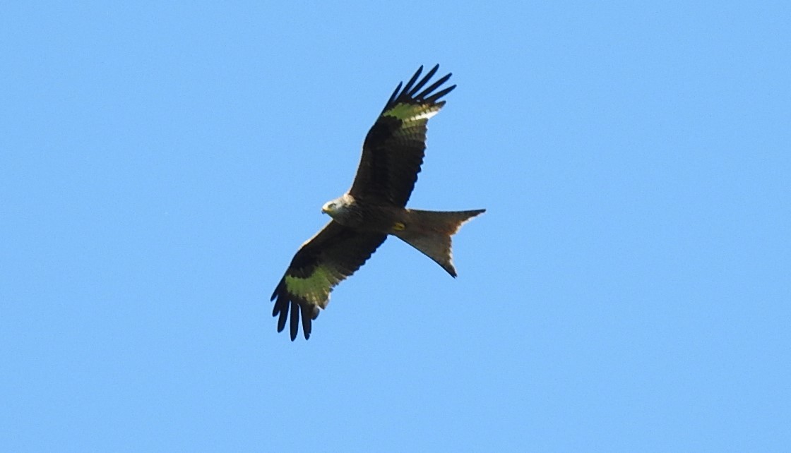 Red Kite - ML620745952