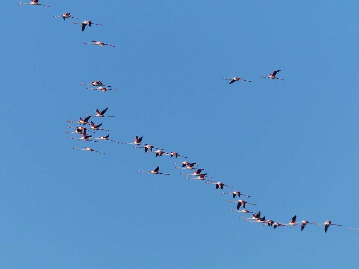 Greater Flamingo - ML620745959