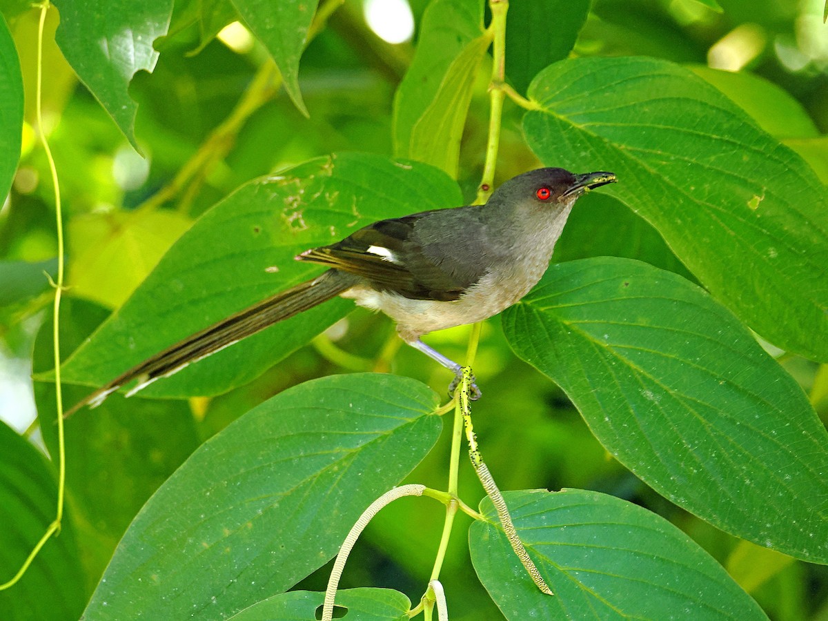 Long-tailed Sibia - Sue Chew Yap