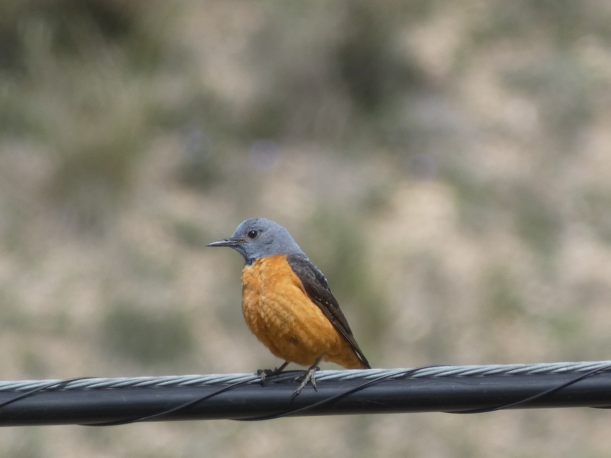 Rufous-tailed Rock-Thrush - ML620745964