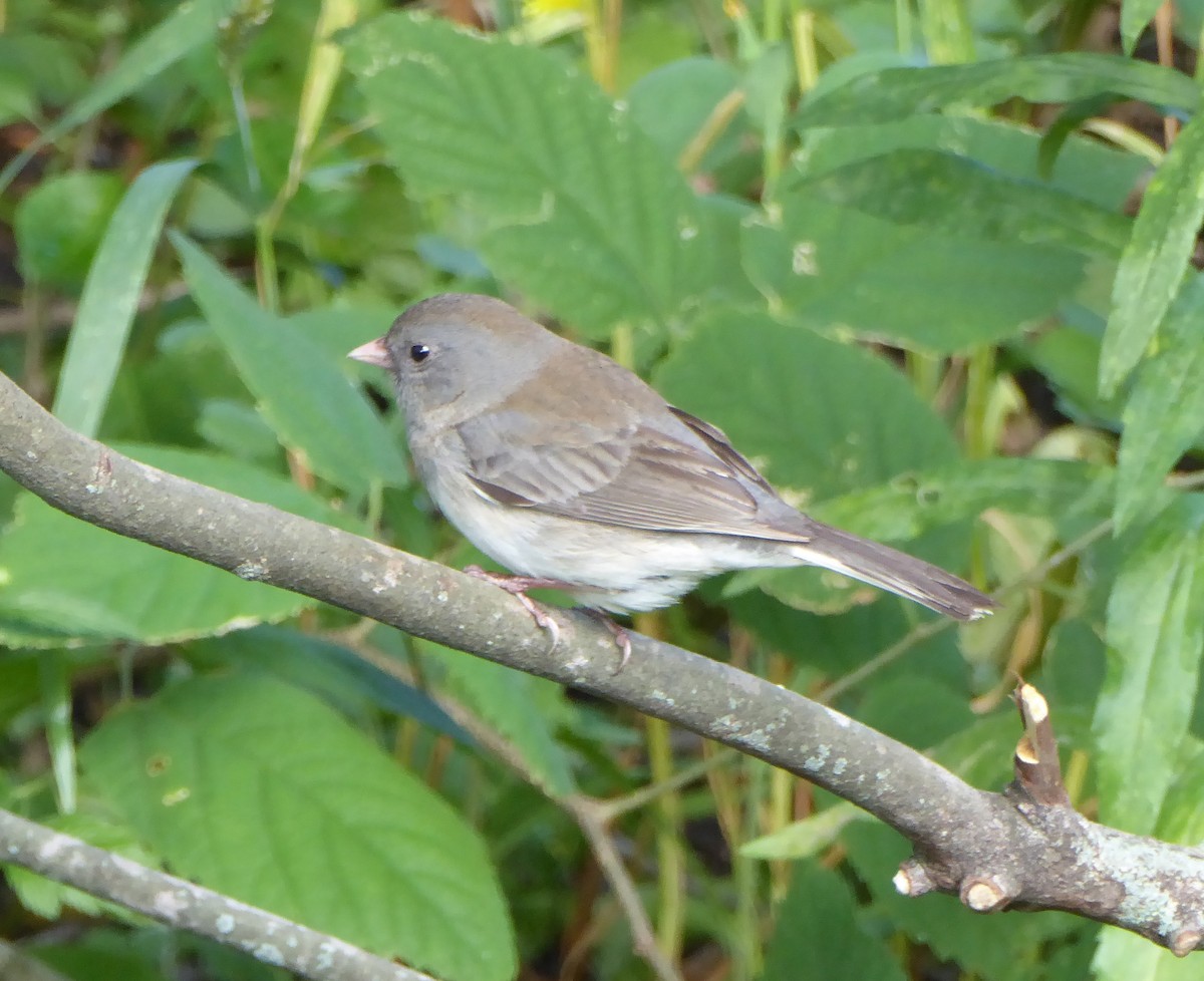 Dark-eyed Junco - ML620745967