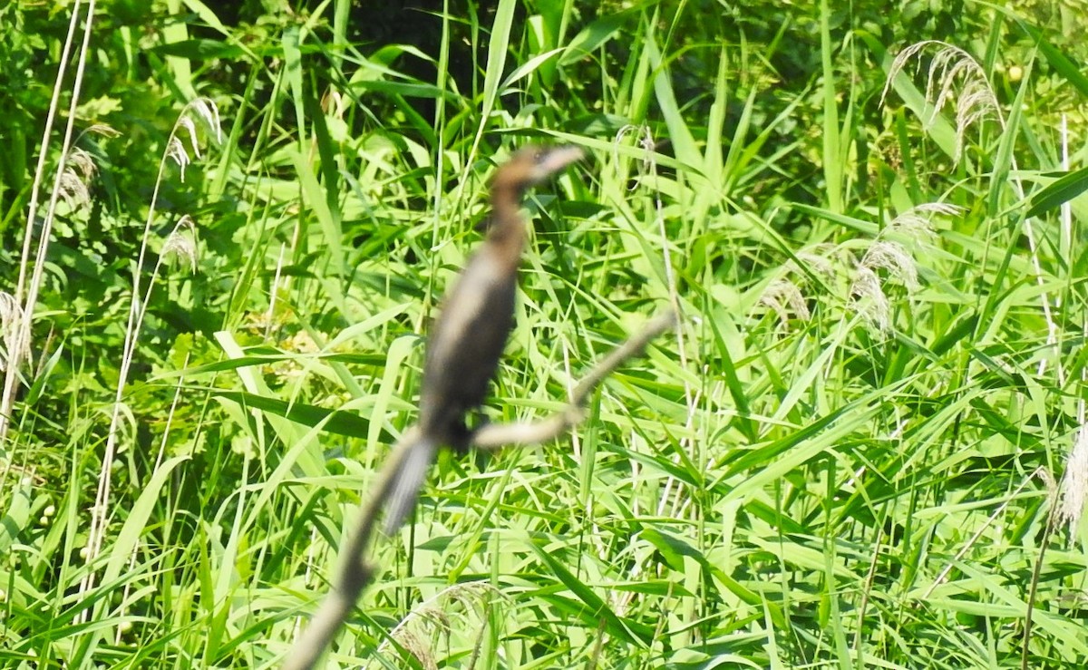 Pygmy Cormorant - ML620745985