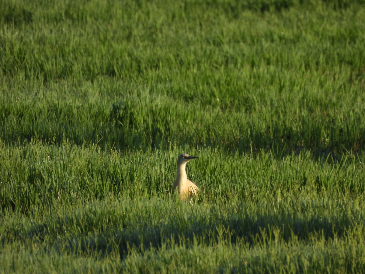 Squacco Heron - ML620745988