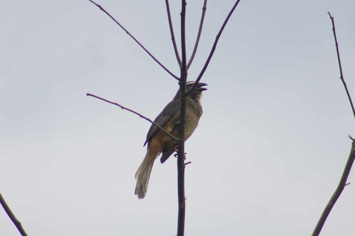 Cinnamon-bellied Saltator - ML620745990