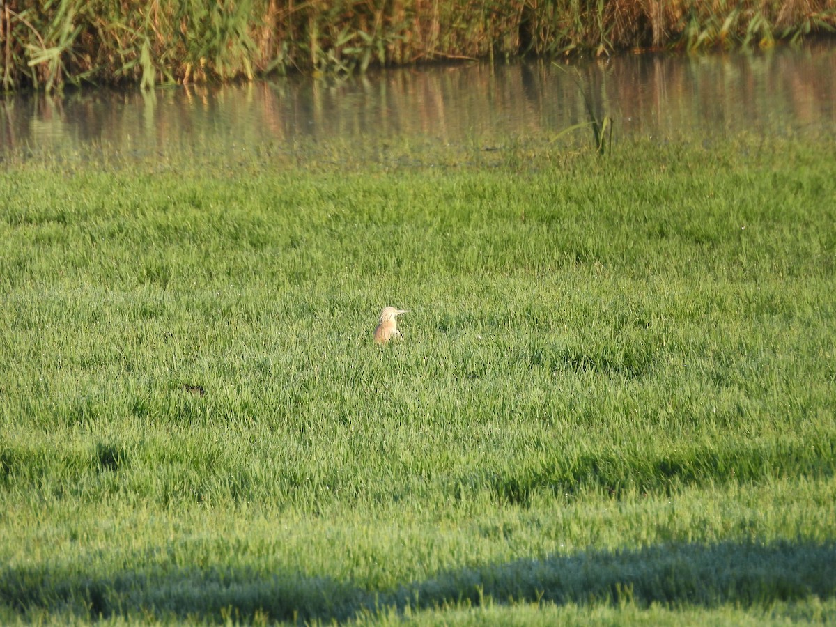 Squacco Heron - George Ford