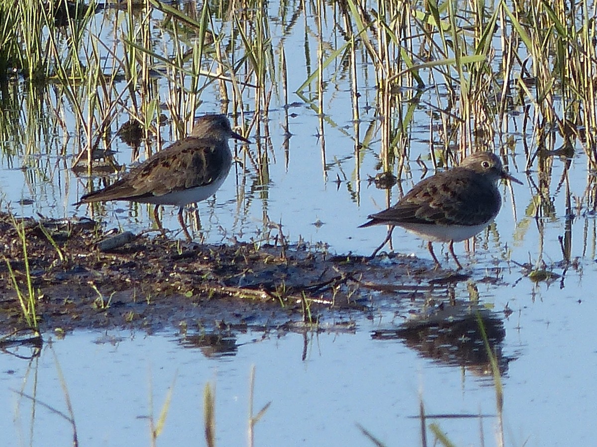 Temminck's Stint - ML620746002