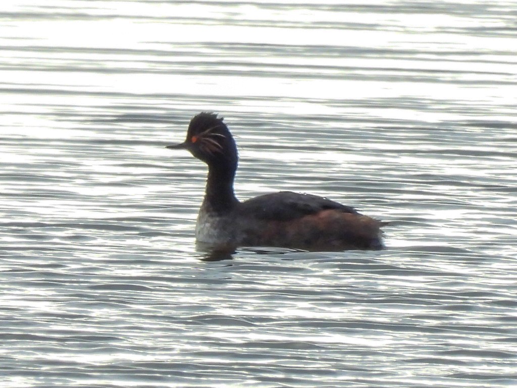 Eared Grebe - ML620746008