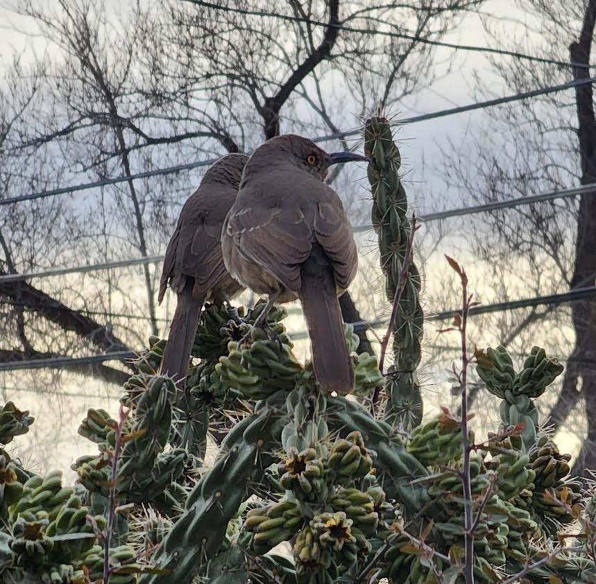 Curve-billed Thrasher - Nancy Cox