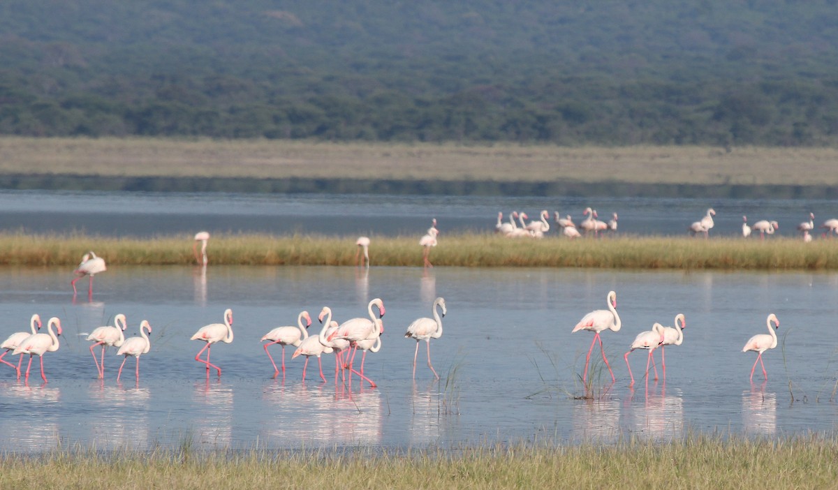 Greater Flamingo - ML620746016