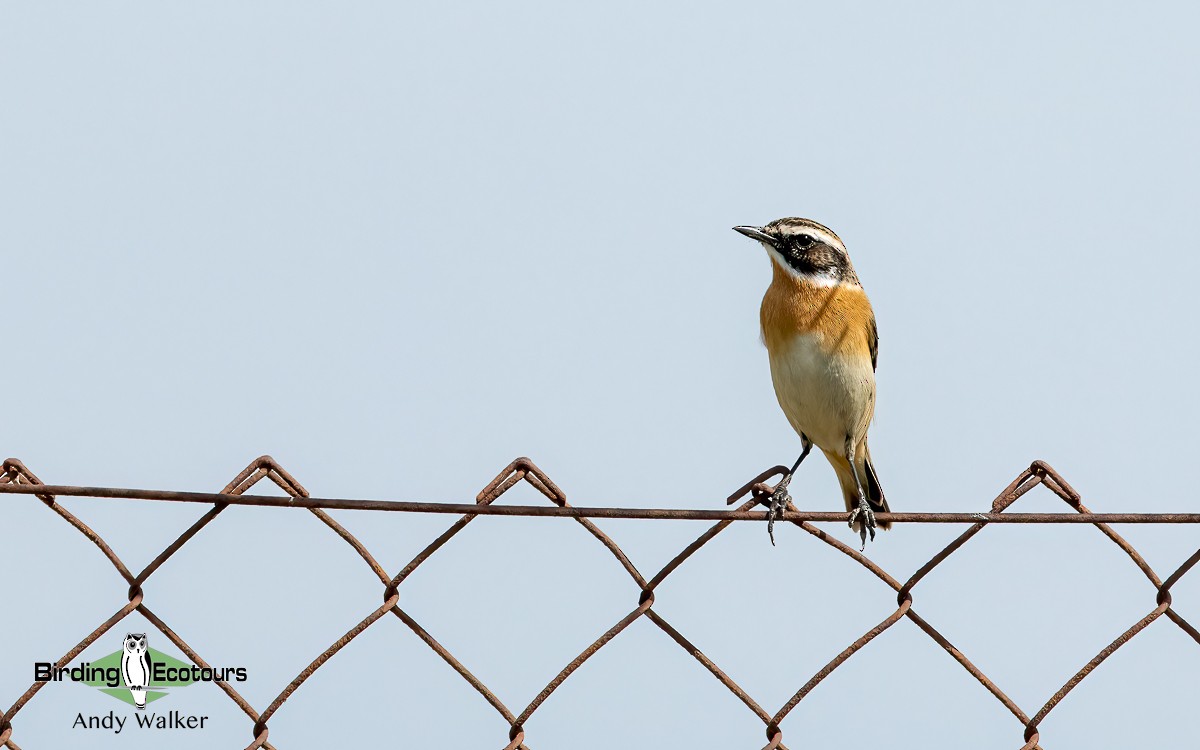 Whinchat - ML620746019