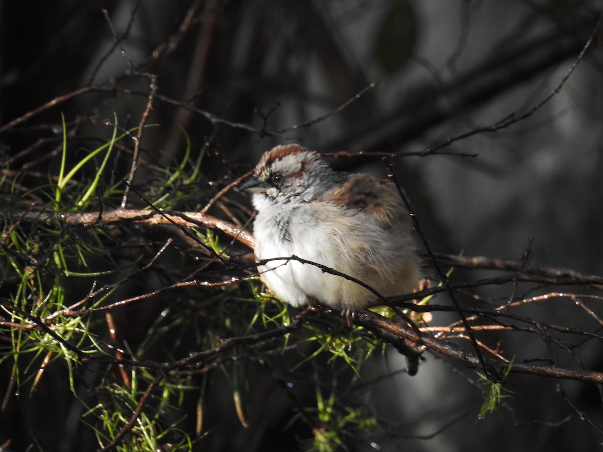 Yungas Sparrow - ML620746026