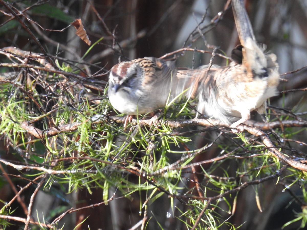 Yungas Sparrow - adriana centeno