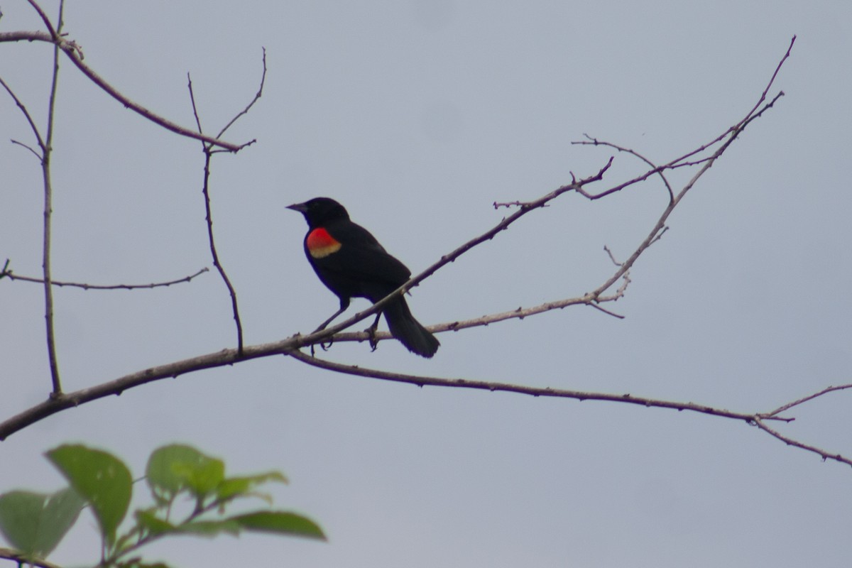 Red-winged Blackbird - ML620746036