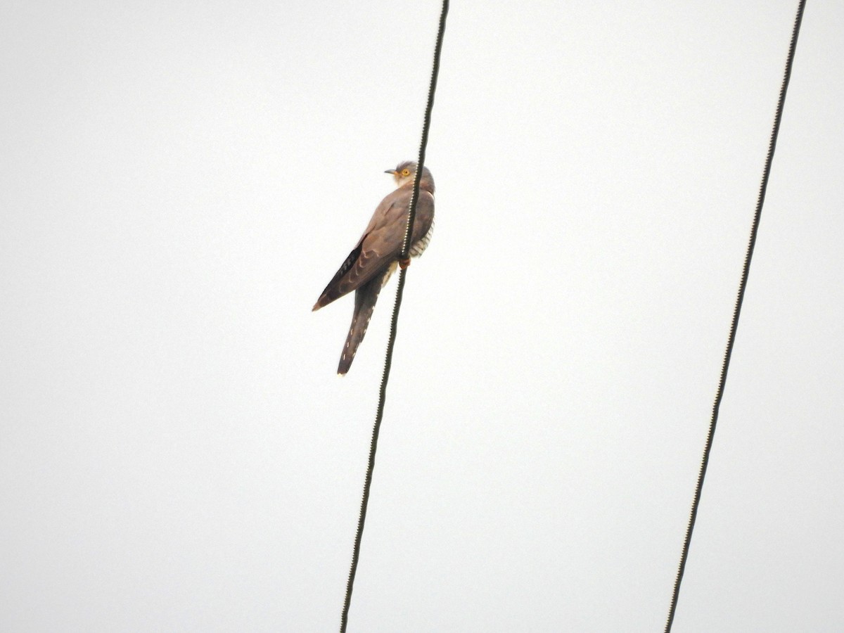 Common Cuckoo - Marcin Kuźma