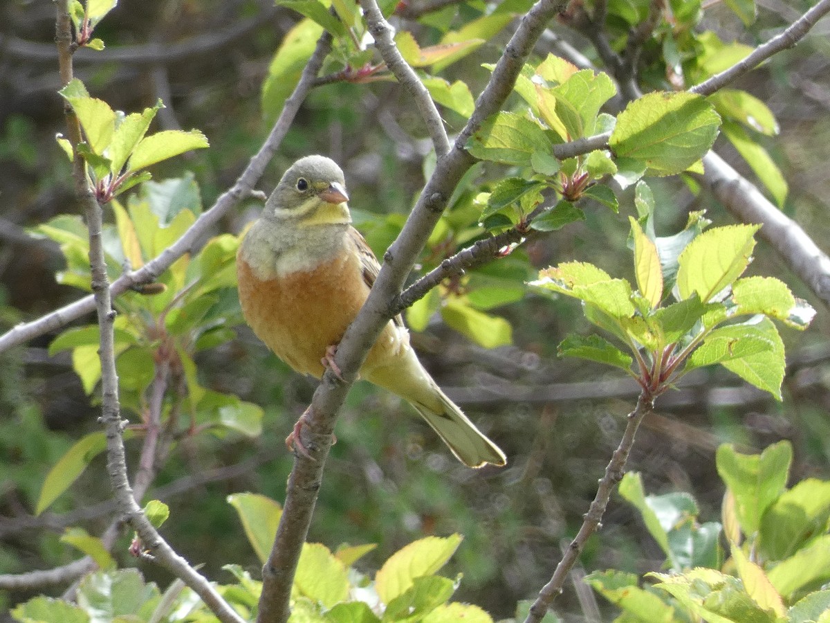 Ortolan Bunting - ML620746046