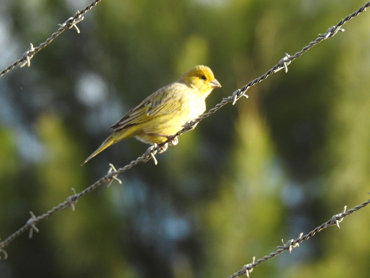 Saffron Finch - ML620746057